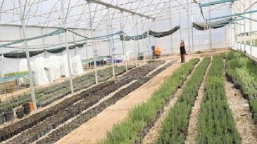 Büyükşehir’den Alanya’nın coğrafik işaretli keçiboynuzuna dayanak