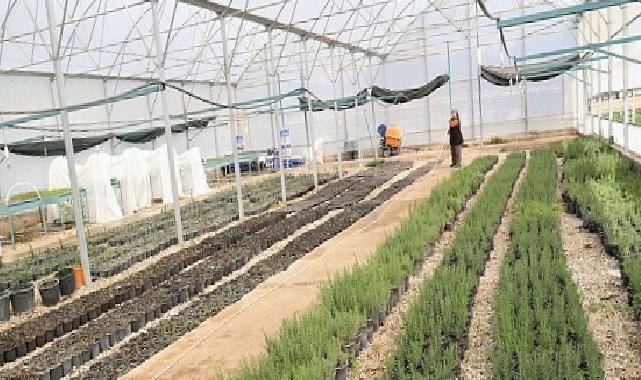 Büyükşehir’den Alanya’nın coğrafik işaretli keçiboynuzuna dayanak