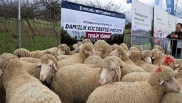 Büyükşehir’den hayvancılığa damızlık koç dayanağı