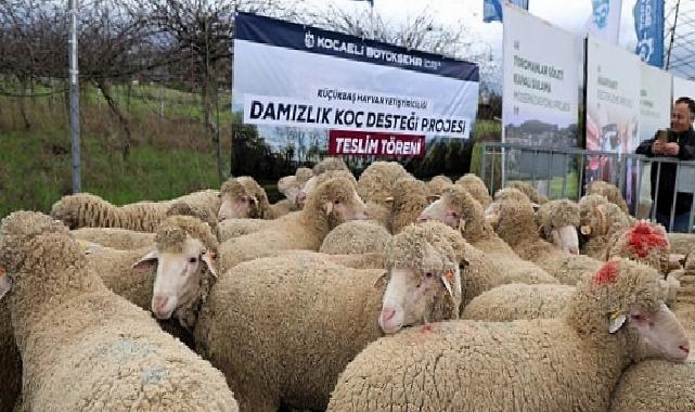 Büyükşehir’den hayvancılığa damızlık koç dayanağı
