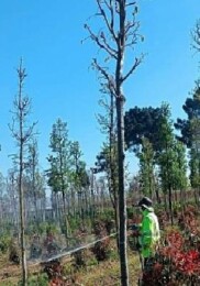 Fidanlara gözetici müdahale