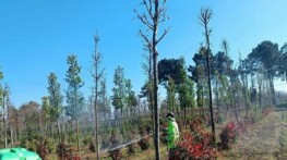 Fidanlara gözetici müdahale