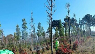 Fidanlara gözetici müdahale