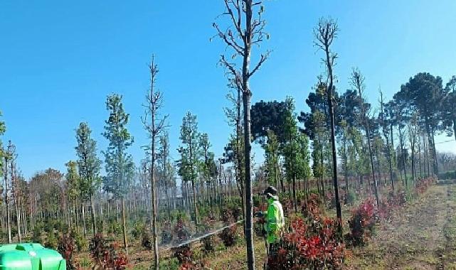 Fidanlara gözetici müdahale