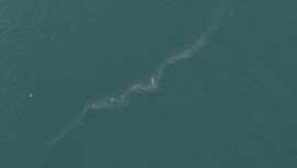 İzmir Körfezi’nde 13. dış kaynaklı kirlilik olayı