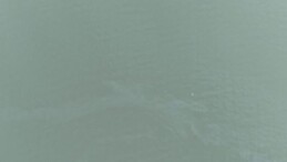 İzmir Körfezi’nde kirlilik alarmı: Birebir tehdit 11. defa görüldü