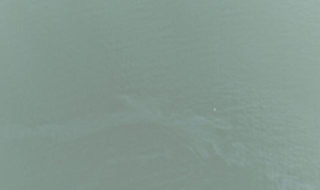 İzmir Körfezi’nde kirlilik alarmı: Birebir tehdit 11. defa görüldü