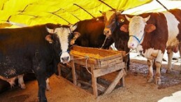 Keçiören’de Kurban Satış Alanı Müracaatları Başlıyor