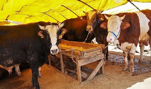 Keçiören’de Kurban Satış Alanı Müracaatları Başlıyor