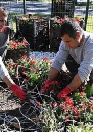 Kemer yaz dönemine hazırlanıyor: İlçe petunyalarla süsleniyor