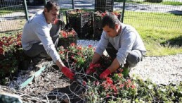 Kemer yaz dönemine hazırlanıyor: İlçe petunyalarla süsleniyor