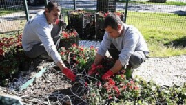 Kemer yaz dönemine hazırlanıyor: İlçe petunyalarla süsleniyor