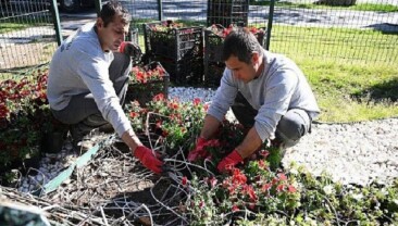Kemer yaz dönemine hazırlanıyor: İlçe petunyalarla süsleniyor