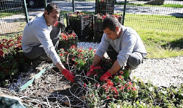 Kemer yaz dönemine hazırlanıyor: İlçe petunyalarla süsleniyor