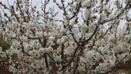 Kiraz hasreti bu sene bitiyor