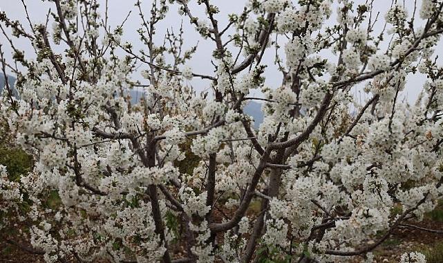 Kiraz hasreti bu sene bitiyor