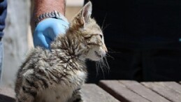 Maltepe’de “can dostlar” inançta