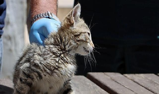 Maltepe’de “can dostlar” inançta
