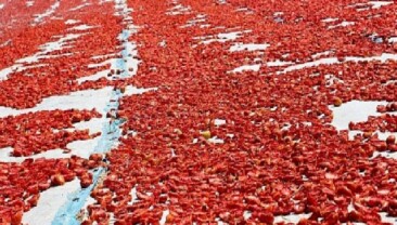 Meyve zerzevat mamulleri ihracatında aslan hissesi Ege Bölgesi’nin