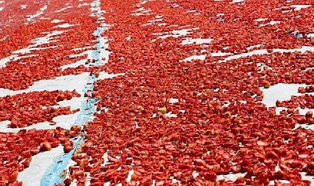 Meyve zerzevat mamulleri ihracatında aslan hissesi Ege Bölgesi’nin