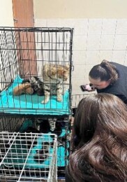 Patili dostlara manalı takviye