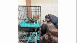 Patili dostlara manalı takviye