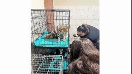 Patili dostlara manalı takviye