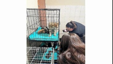 Patili dostlara manalı takviye