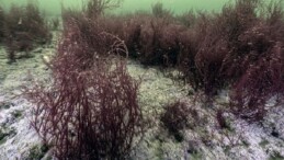 Yerin sahipleri geri döndü