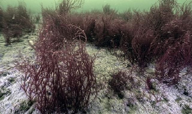 Yerin sahipleri geri döndü