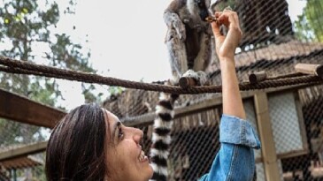 Antalya Doğal Hayat Parkı’nda yavru lemur sevinci