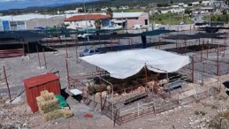 Ayvalık’ta Kurban Pazarı Hizmete Açıldı