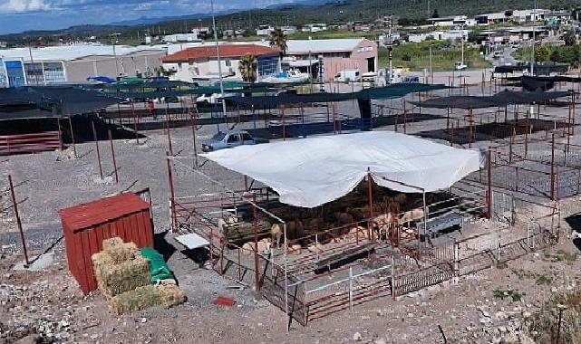 Ayvalık’ta Kurban Pazarı Hizmete Açıldı