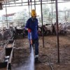 Büyükşehir’den ahırlarda karasineğe karşı faal gayret