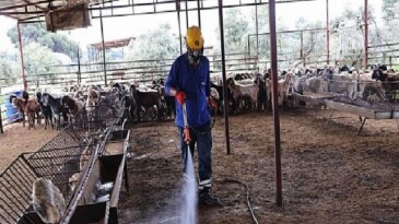 Büyükşehir’den ahırlarda karasineğe karşı faal gayret