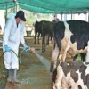 Büyükşehir’den kurban satış alanlarında ilaçlama