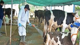 Büyükşehir’den kurban satış alanlarında ilaçlama