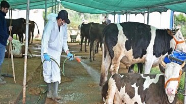Büyükşehir’den kurban satış alanlarında ilaçlama