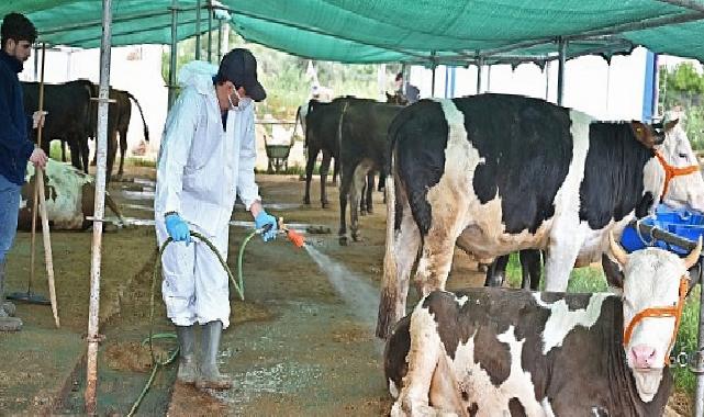Büyükşehir’den kurban satış alanlarında ilaçlama