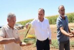 Çumra’nın Sarı İçli “Tatar Karpuzu” Yine Gündemde