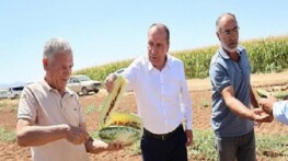 Çumra’nın Sarı İçli “Tatar Karpuzu” Yine Gündemde