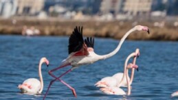 Flamingo Yolu çeşitleri bayramda da devam ediyor