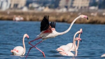 Flamingo Yolu çeşitleri bayramda da devam ediyor