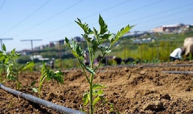 Hayat Bahçesi’nde Yazlık Fideler Toprakla Buluştu