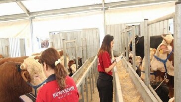 İBB’nin 4 Çağdaş Tesisi Kurban Bayramı İçin Hazır