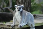 İki Kısımdan Oluşan ‘Tampa’nın Sırları Özel’, 4 Mayıs Pazartesi Saat 20.00’de National Geographic WILD Ekranlarında İzleyicilerle Buluşuyor!