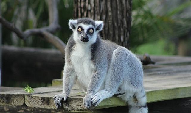 İki Kısımdan Oluşan ‘Tampa’nın Sırları Özel’, 4 Mayıs Pazartesi Saat 20.00’de National Geographic WILD Ekranlarında İzleyicilerle Buluşuyor!