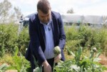 İlçenin değerli ziraî üretim merkezlerinden Düzce Köyü’nde gerçekleşen hasada, Seferihisar Belediye Başkanı İsmail Yetişkin de katıldı.
