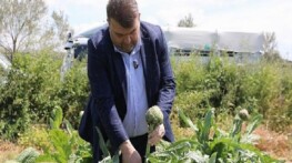 İlçenin değerli ziraî üretim merkezlerinden Düzce Köyü’nde gerçekleşen hasada, Seferihisar Belediye Başkanı İsmail Yetişkin de katıldı.