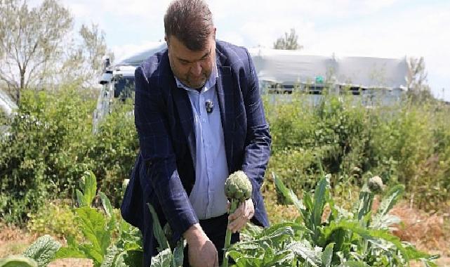 İlçenin değerli ziraî üretim merkezlerinden Düzce Köyü’nde gerçekleşen hasada, Seferihisar Belediye Başkanı İsmail Yetişkin de katıldı.